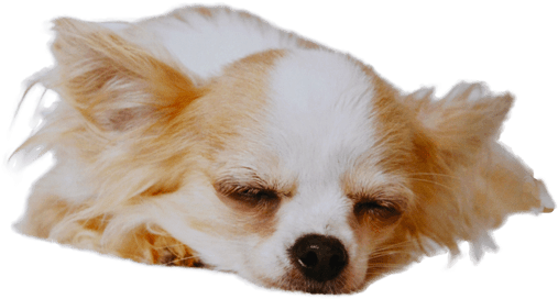Chihuahua Transparent Free PNG