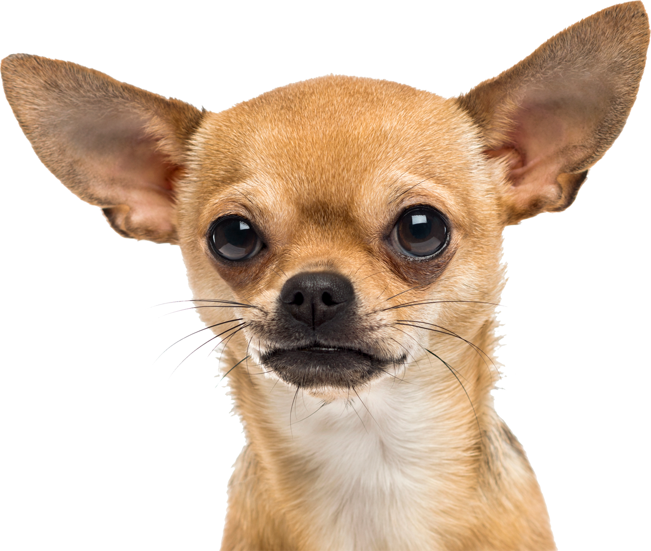 Chihuahua Transparent Images