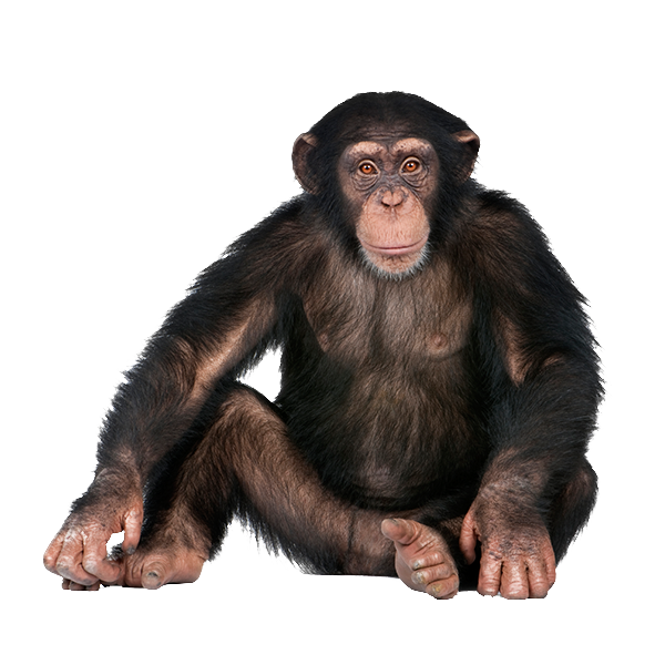 Chimpanzee Background PNG Image