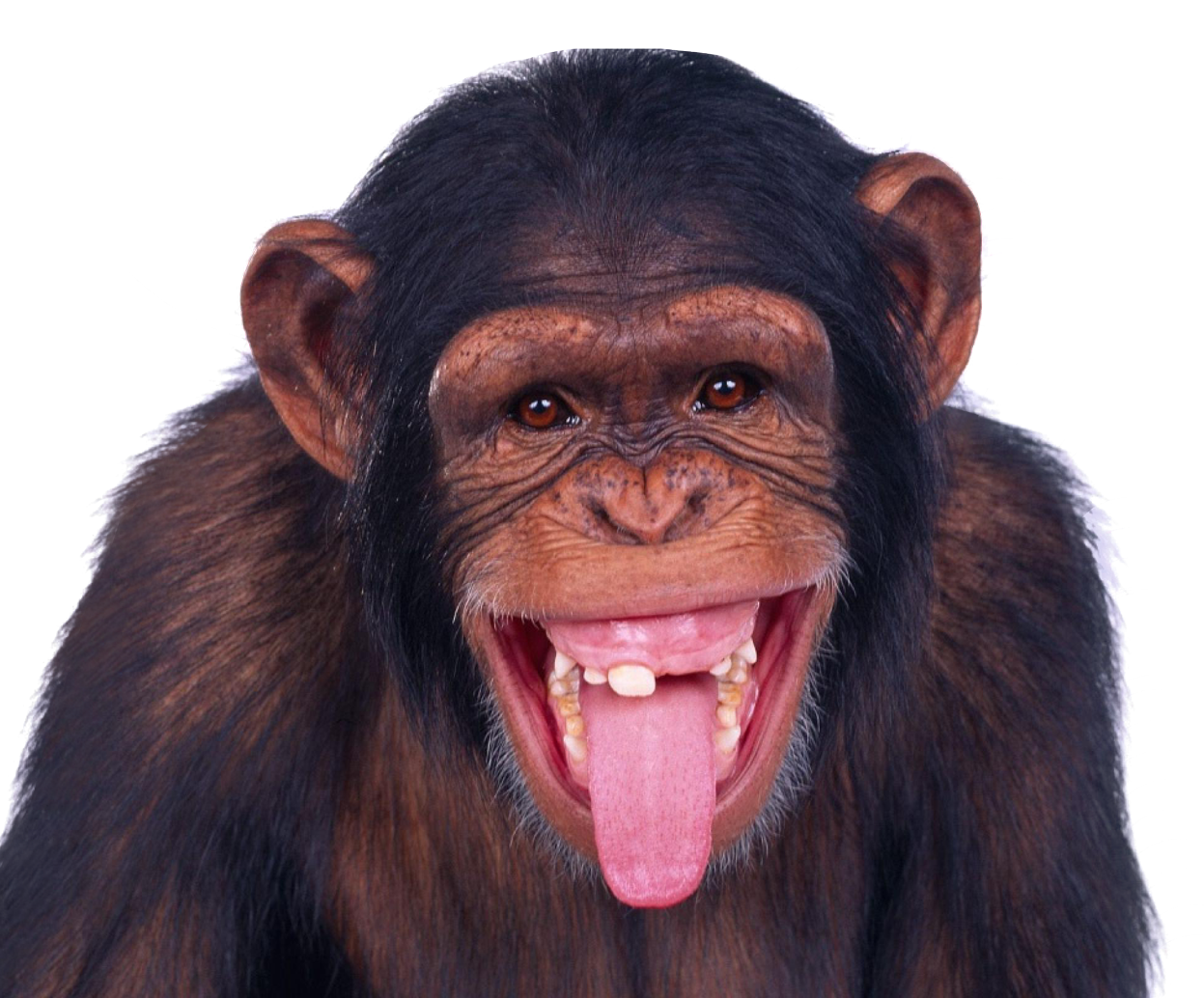 Chimpanzee Background PNG