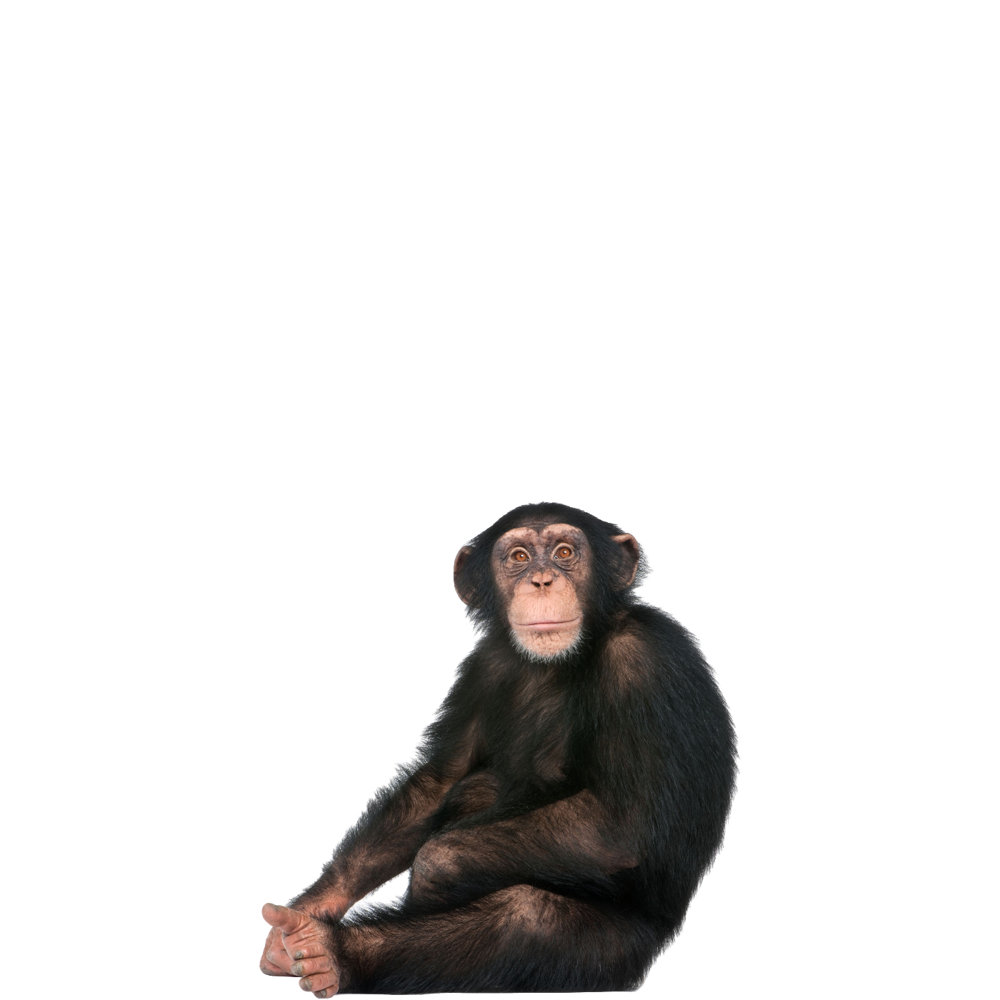 Chimpanzee Free PNG