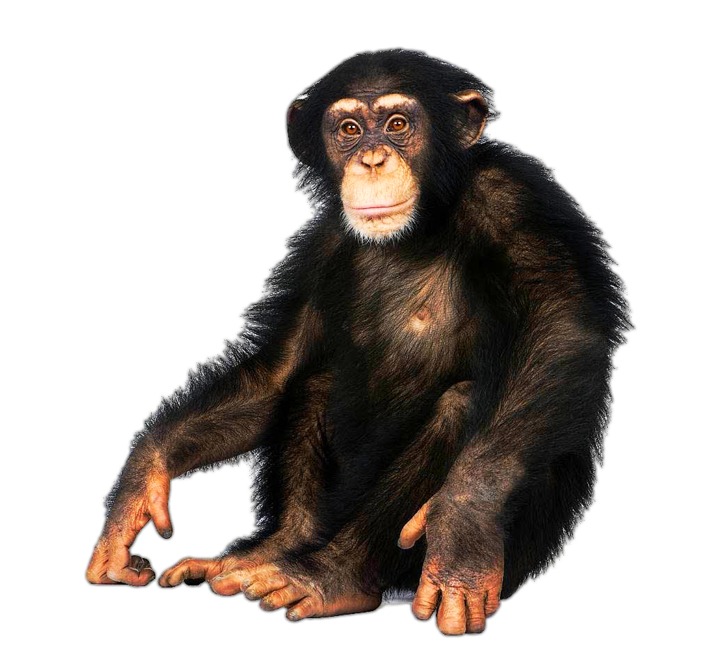 Chimpanzee PNG Clipart Background