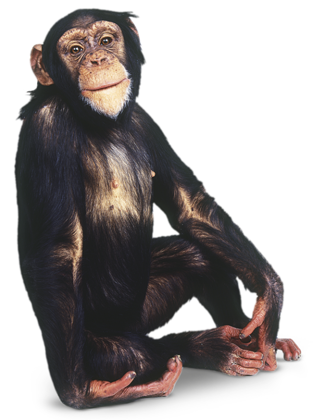 Chimpanzee PNG Photos