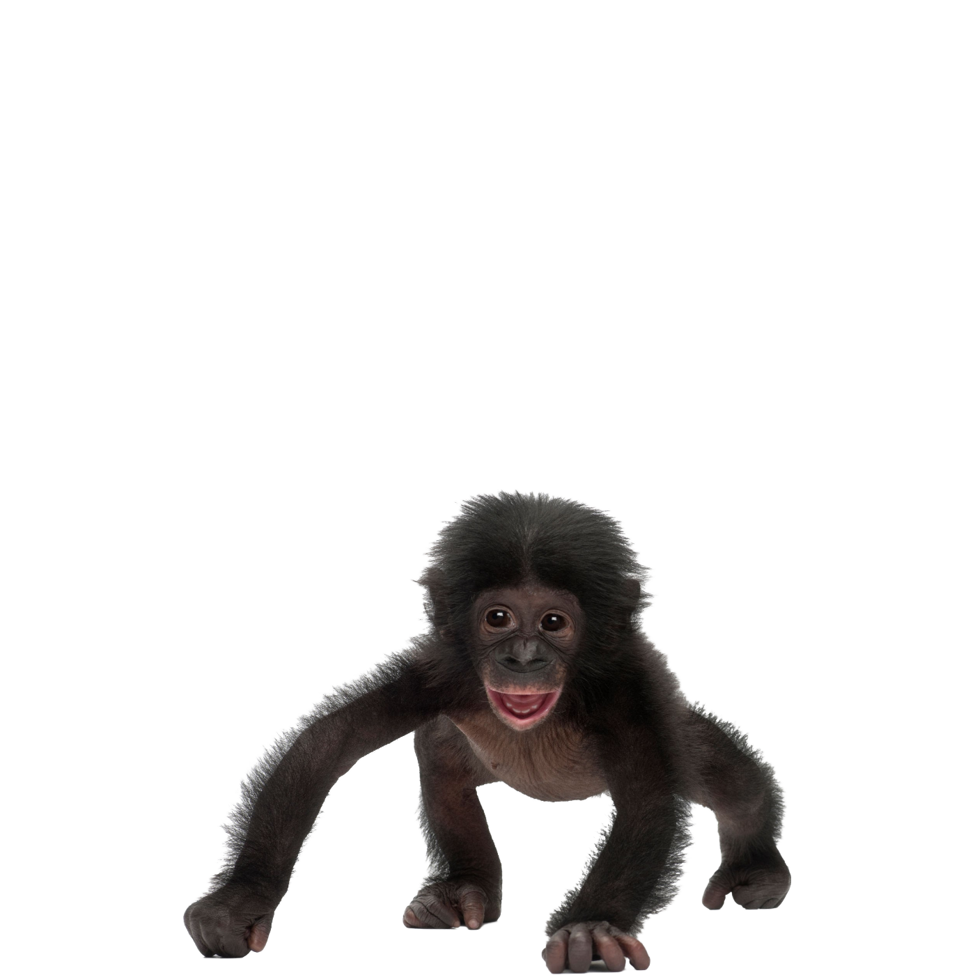 Chimpanzee Transparent Image