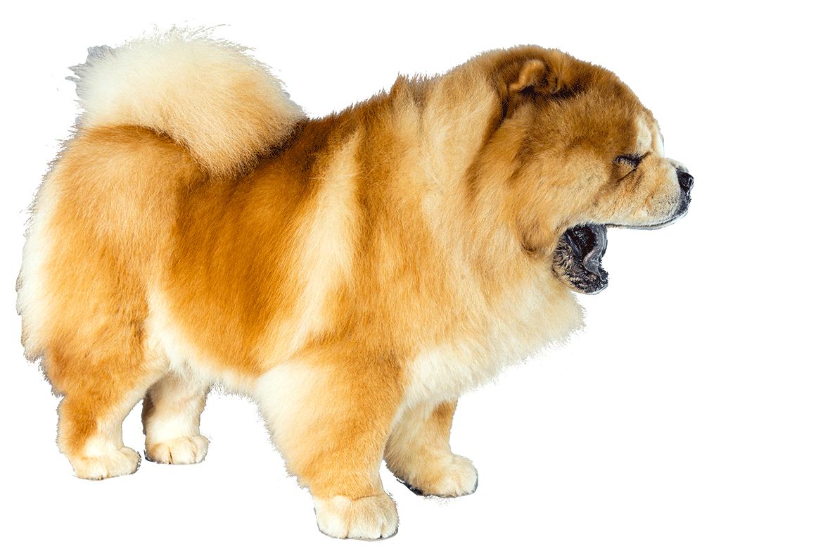 Chow Chow Download Free PNG