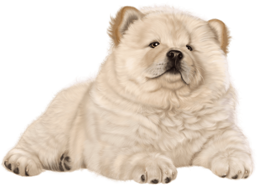 Chow Chow PNG Clipart Background