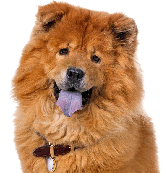 Chow Chow PNG Photo Image