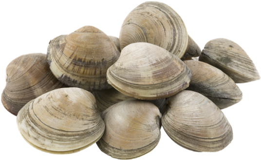 Clams Background PNG Image