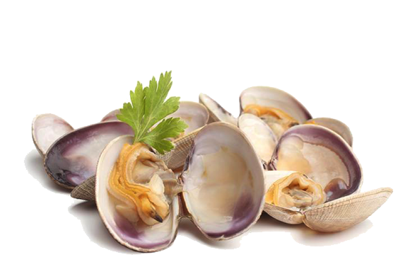Clams PNG Free File Download