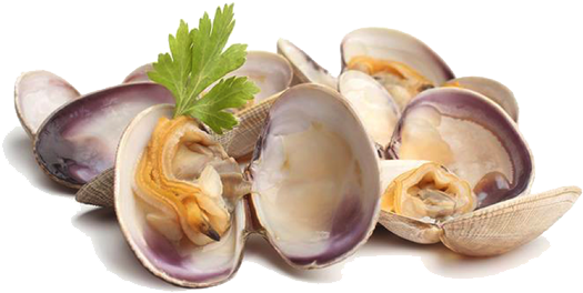 Clams PNG HD Quality