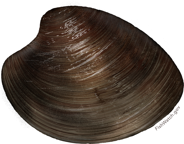 Clams PNG Photo Image