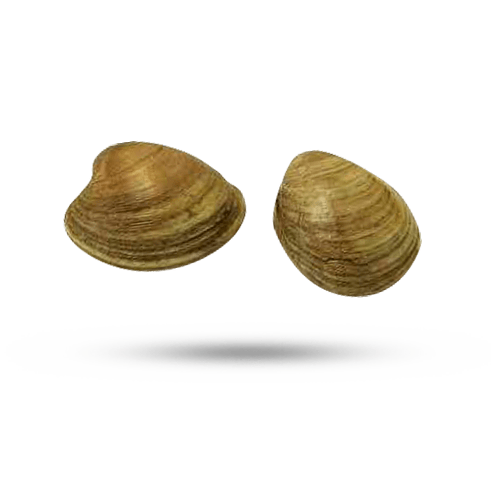 Clams PNG Pic Background