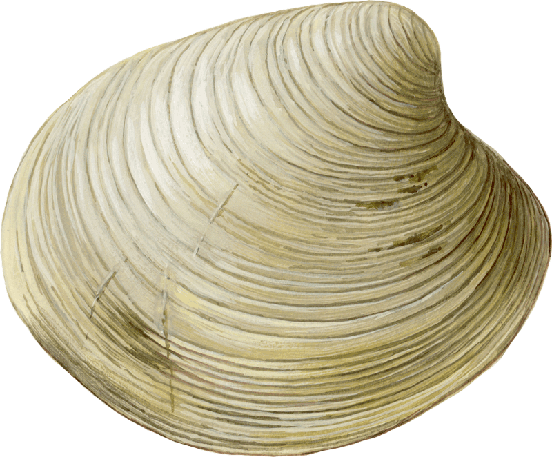 Cockle Background PNG Image