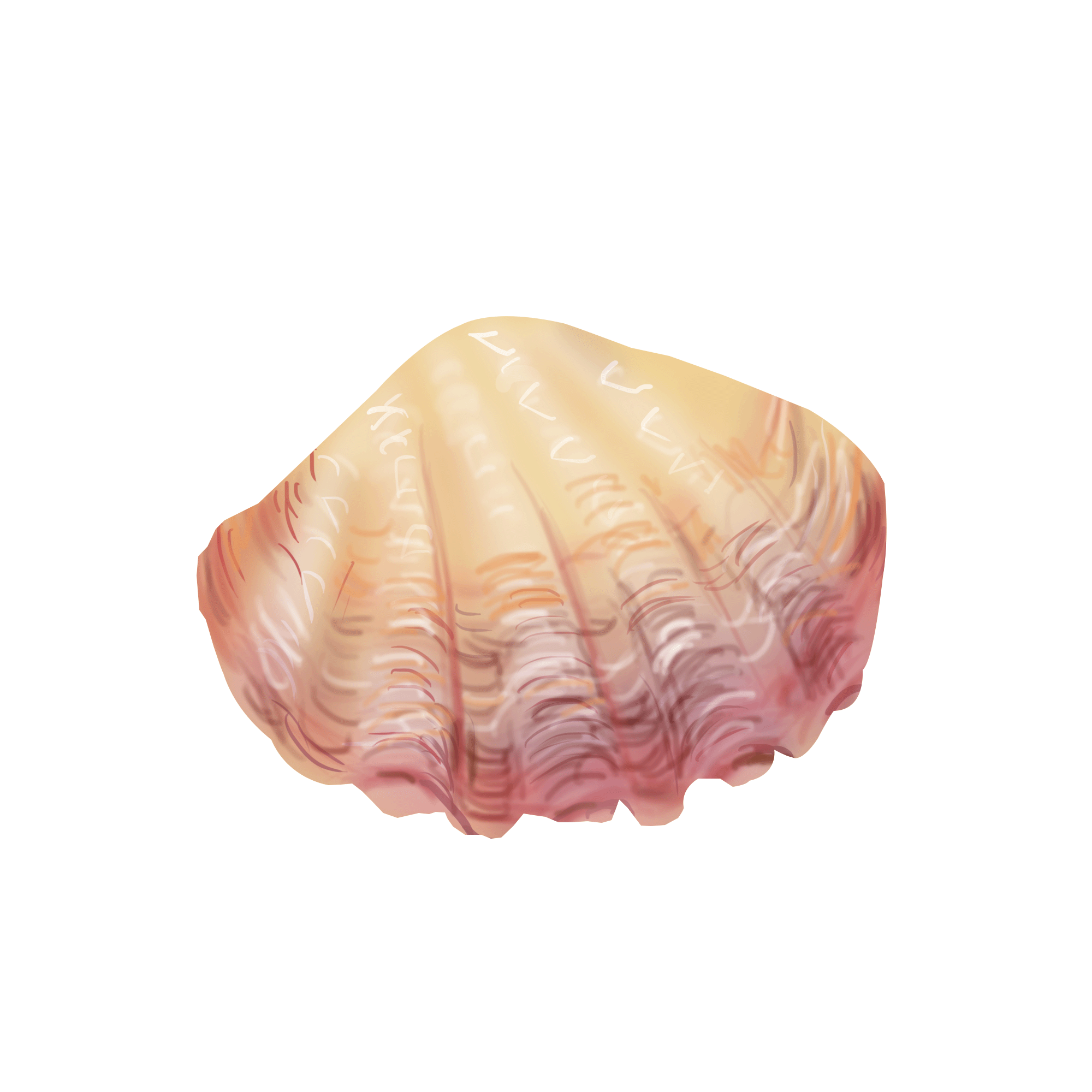 Cockle PNG HD Quality