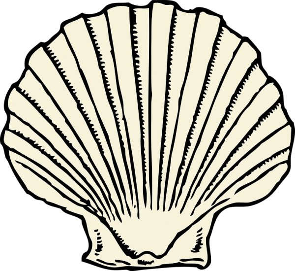 Cockle Transparent Free PNG