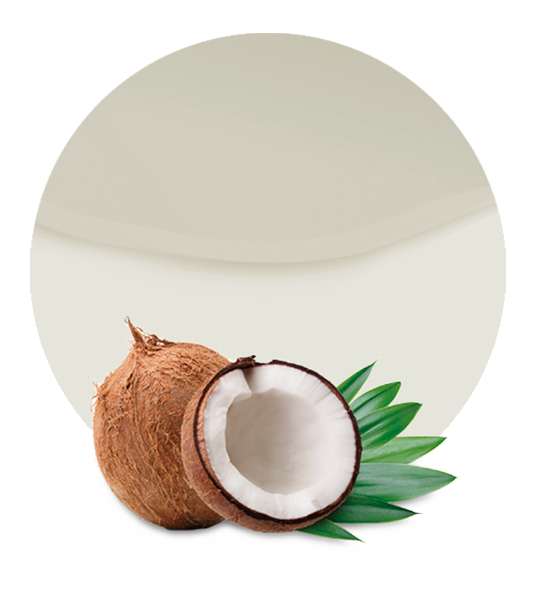 Coconut Imagem Transparente de leite