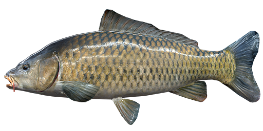 Common Bream Background PNG