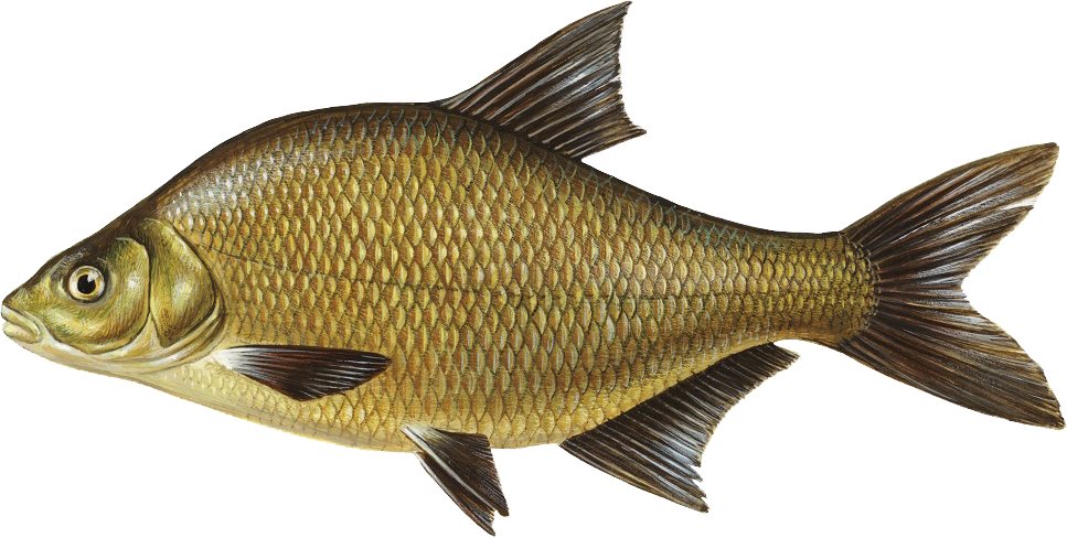 Common Bream Download Free PNG