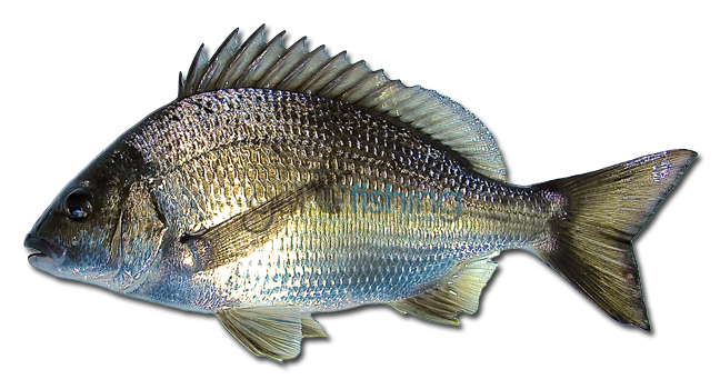 Common Bream Free PNG