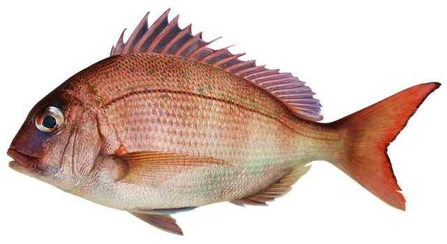 Common Bream PNG Free File Download