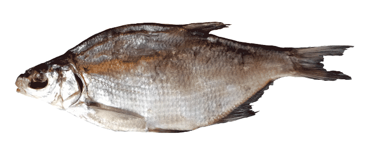 Common Bream PNG HD Quality