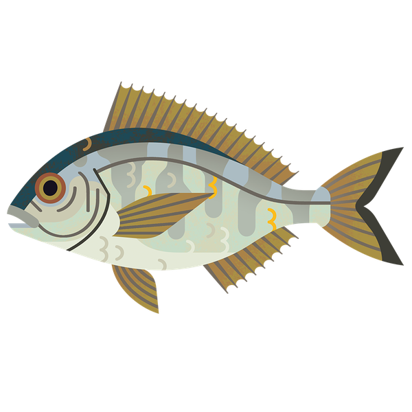 Common Bream PNG Images HD