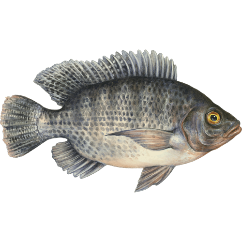 Common Bream Transparent Free PNG
