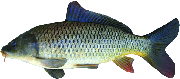 Common Carp Download Free PNG