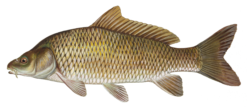 Common Carp PNG Clipart Background