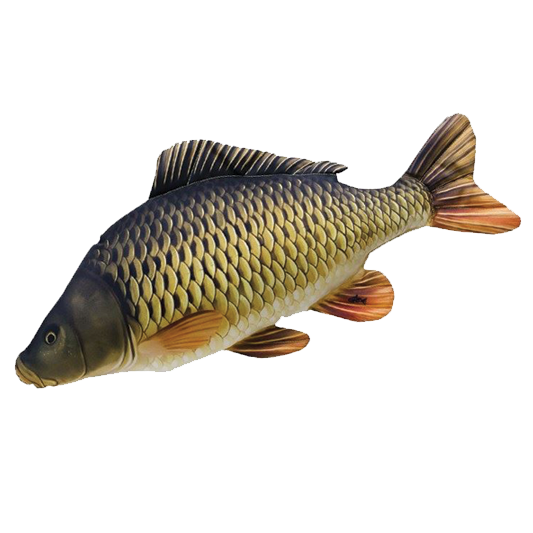 Common Carp PNG Free File Download