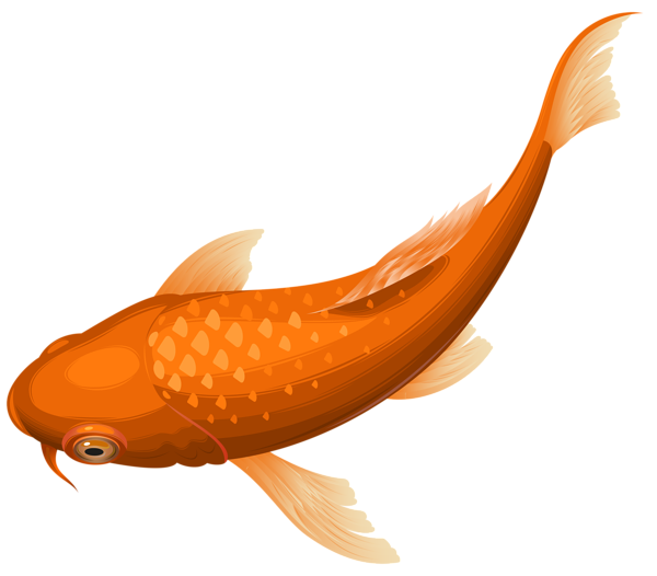 Common Carp PNG Images HD