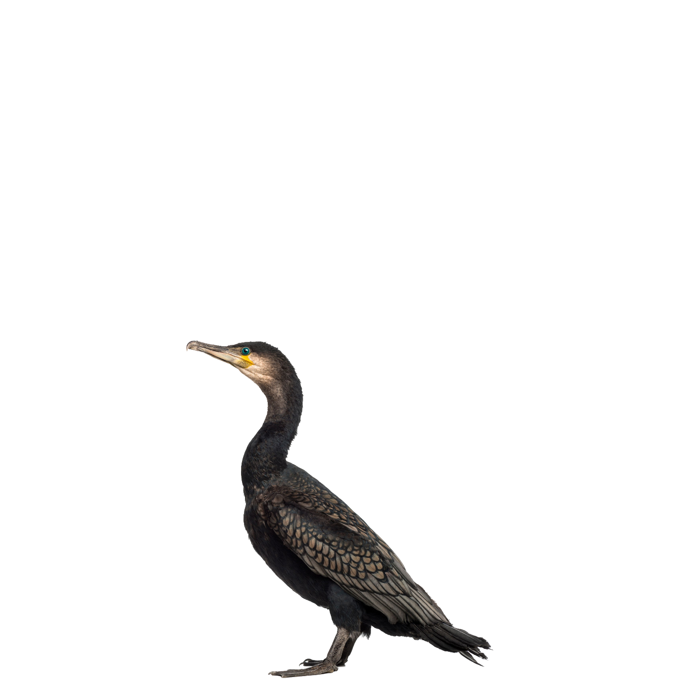 Cormorant PNG Free File Download
