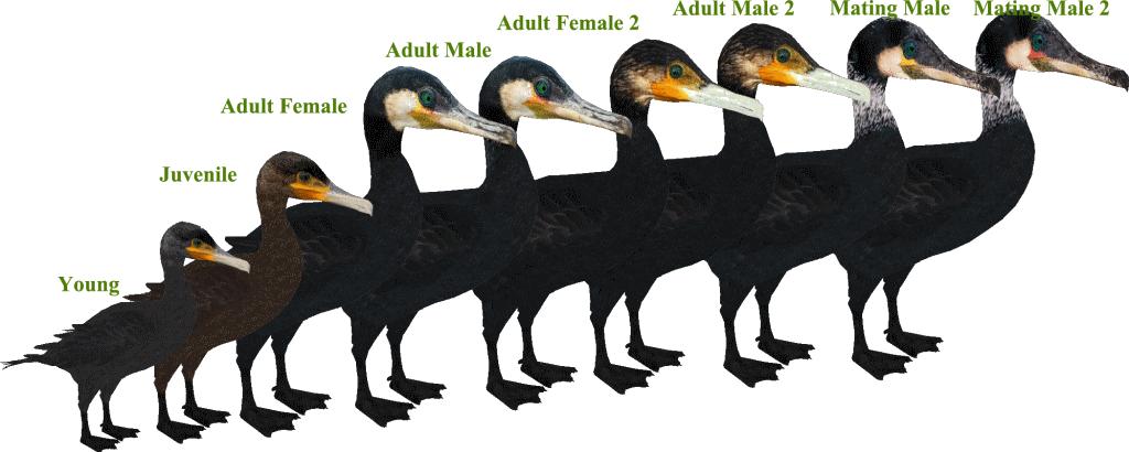 Cormorant PNG Photos