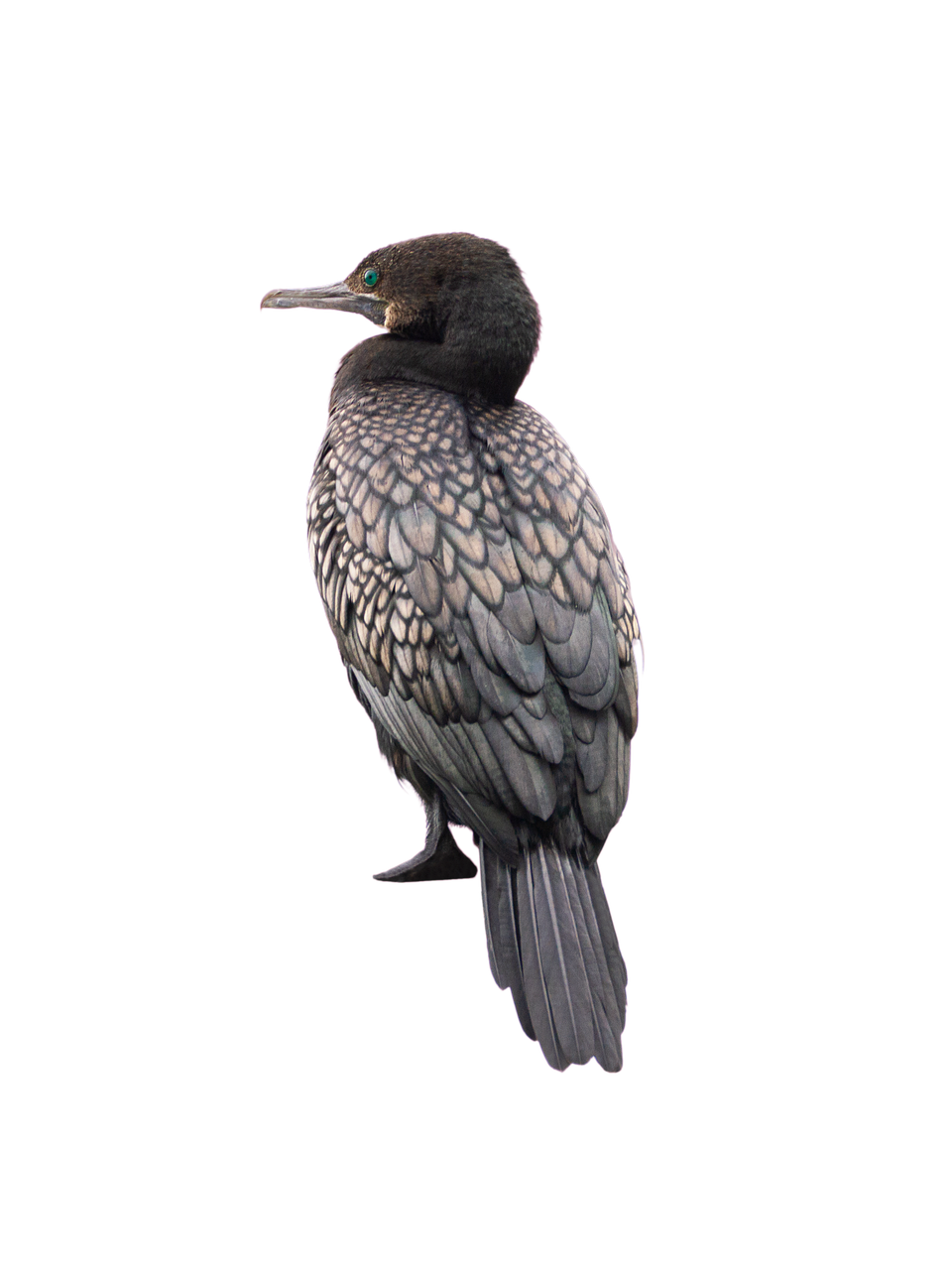 Cormorant Transparent Free PNG