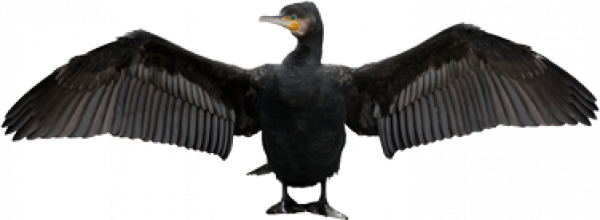 Cormorant Transparent PNG