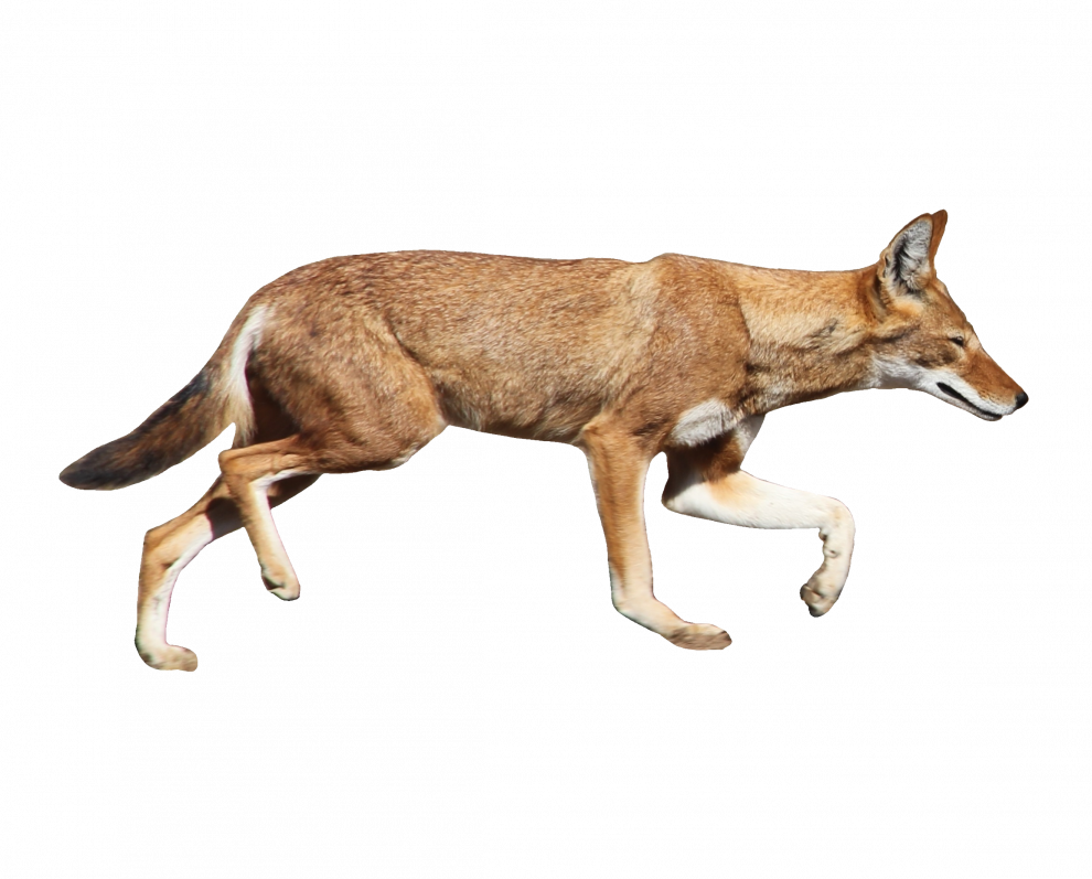 Coyote Background PNG Image