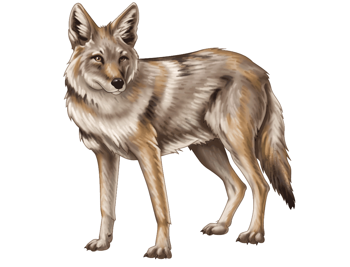 Coyote PNG Clipart Background