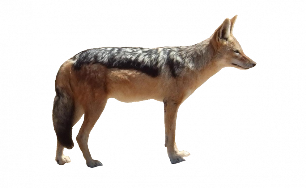 Coyote PNG HD Quality