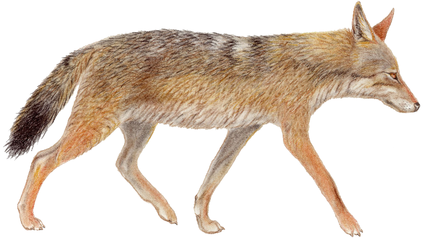 Coyote PNG Photo Image