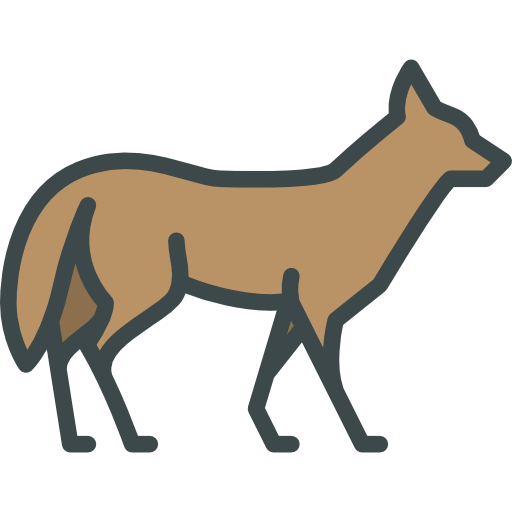 Coyote Transparent Background