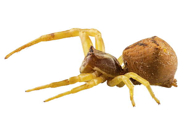 Crab Spiders Download Free PNG
