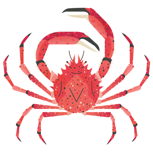 Crab Spiders PNG Background