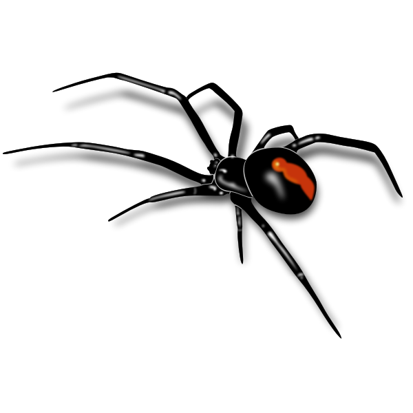 Crab Spiders PNG HD Quality