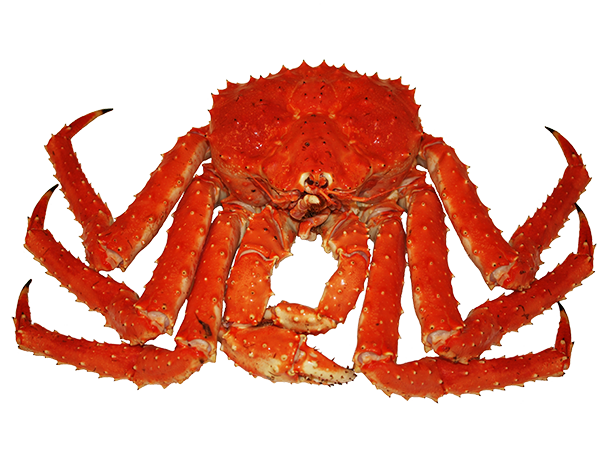 Crab Spiders PNG Images HD