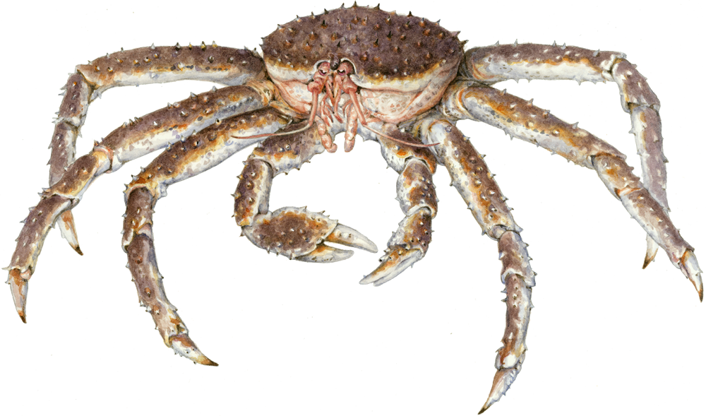 Crab Spiders Transparent Background
