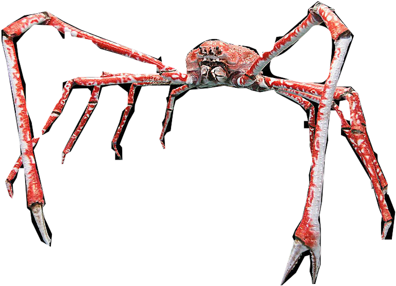 Crab Spiders Transparent Free PNG
