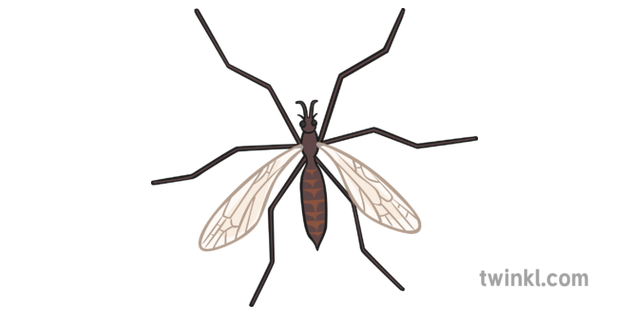 Crane Fly PNG Free File Download