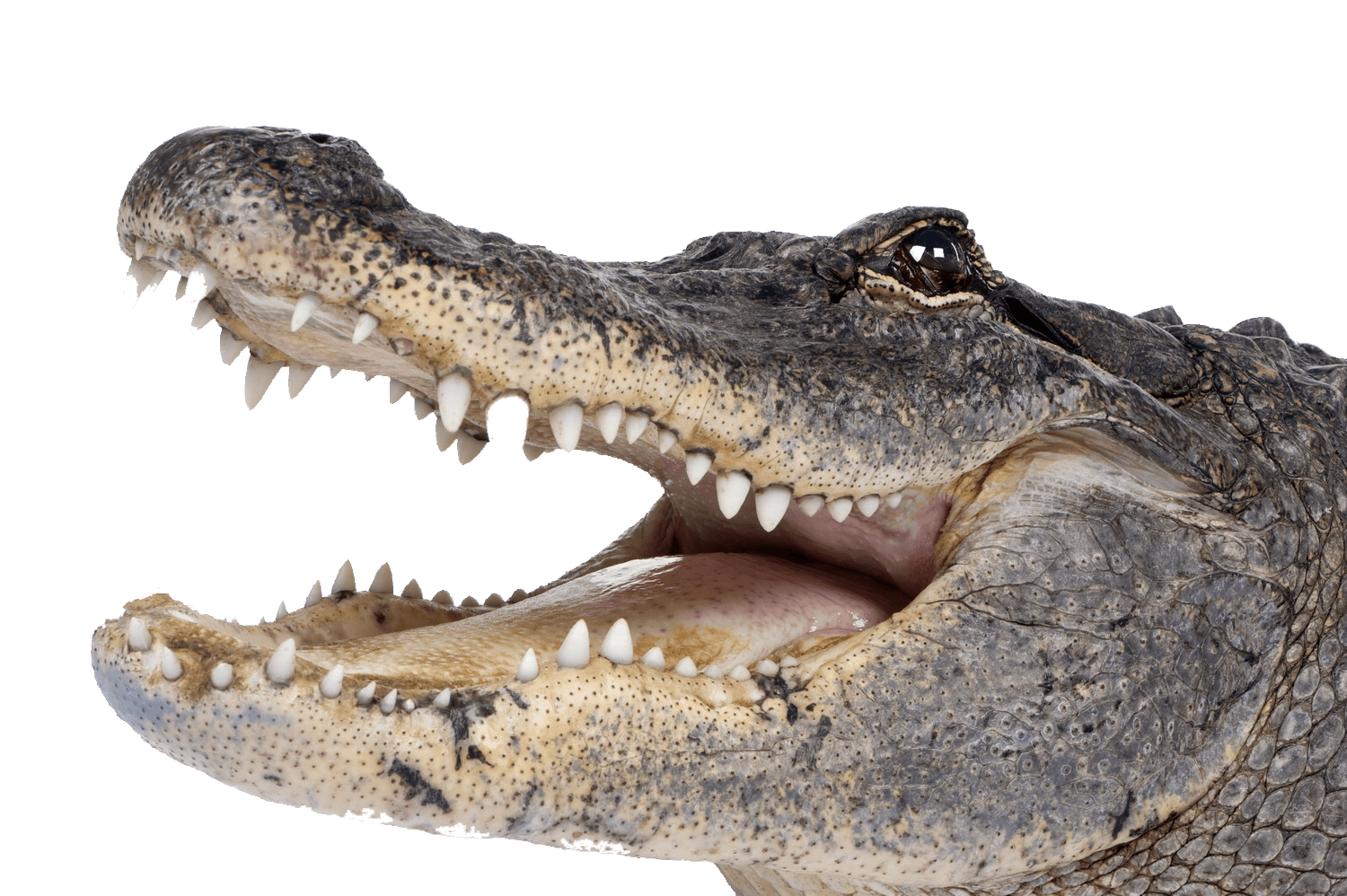 Crocodile Background PNG Image
