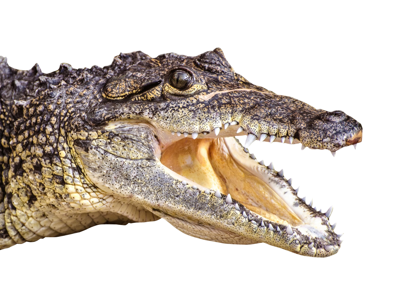 Crocodile Free PNG