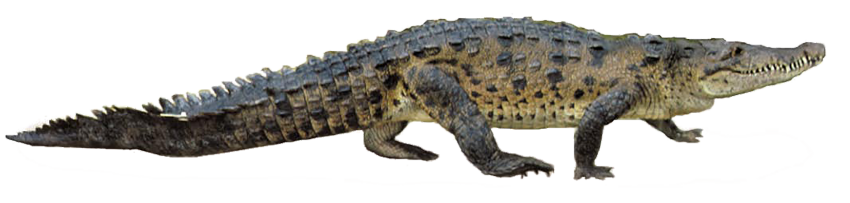 Crocodile PNG Background